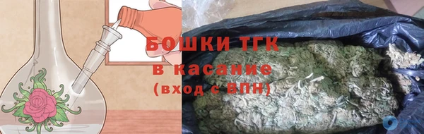 сатива Новозыбков